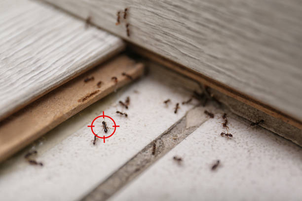 Pest Control Cost in Centerport, NY