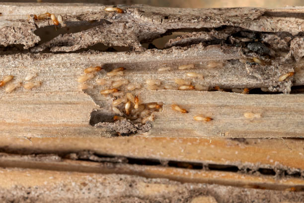 Best Commercial Pest Control Services  in Centerport, NY